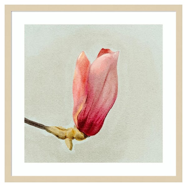 Amanti Art Magnolia Bud I by Katie Oshea 25 in. W x 25 in. H. Wood Framed Wall Art Print Framed in Brown