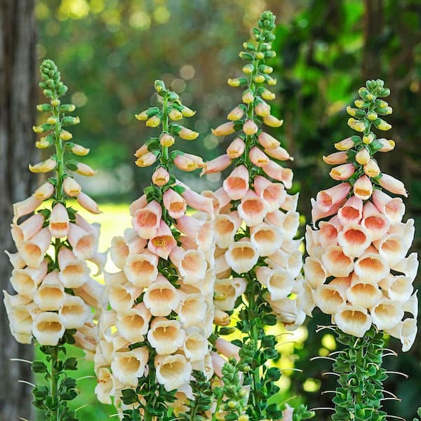 Dalmation Peach Colored Flowering Foxglove Digitalis Perennial Starter Plant (1-Pack)