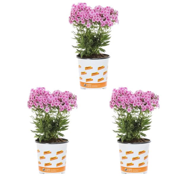 Vigoro 2 qt. Phlox Paniculata Sweet Summer Festival Compact Rose Dark Eye Pink Bicolor Perennial Plant (3-Pack)