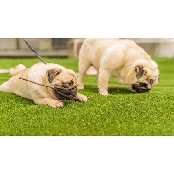 https://images.thdstatic.com/productImages/f97f15af-3750-465d-aae0-02bb61c1483c/svn/green-lifeproof-with-petproof-technology-artificial-grass-lpppet3759-1d_600.jpg