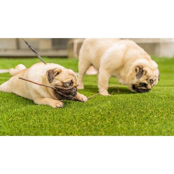 https://images.thdstatic.com/productImages/f97f15af-3750-465d-aae0-02bb61c1483c/svn/green-lifeproof-with-petproof-technology-artificial-grass-lpppet7513-1d_600.jpg
