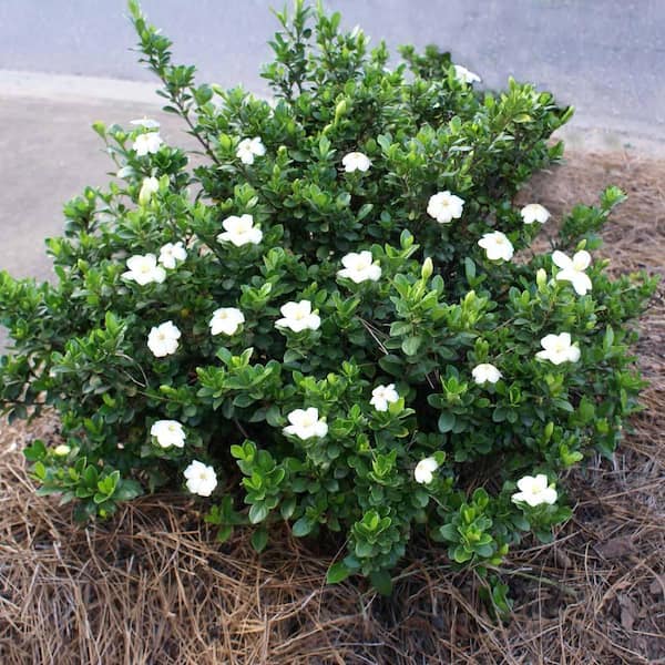 3 Gal. Radicans Gardenia Flowering Shrub with White Blooms