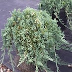 3 Gal. Blue Rug Juniper Shrub
