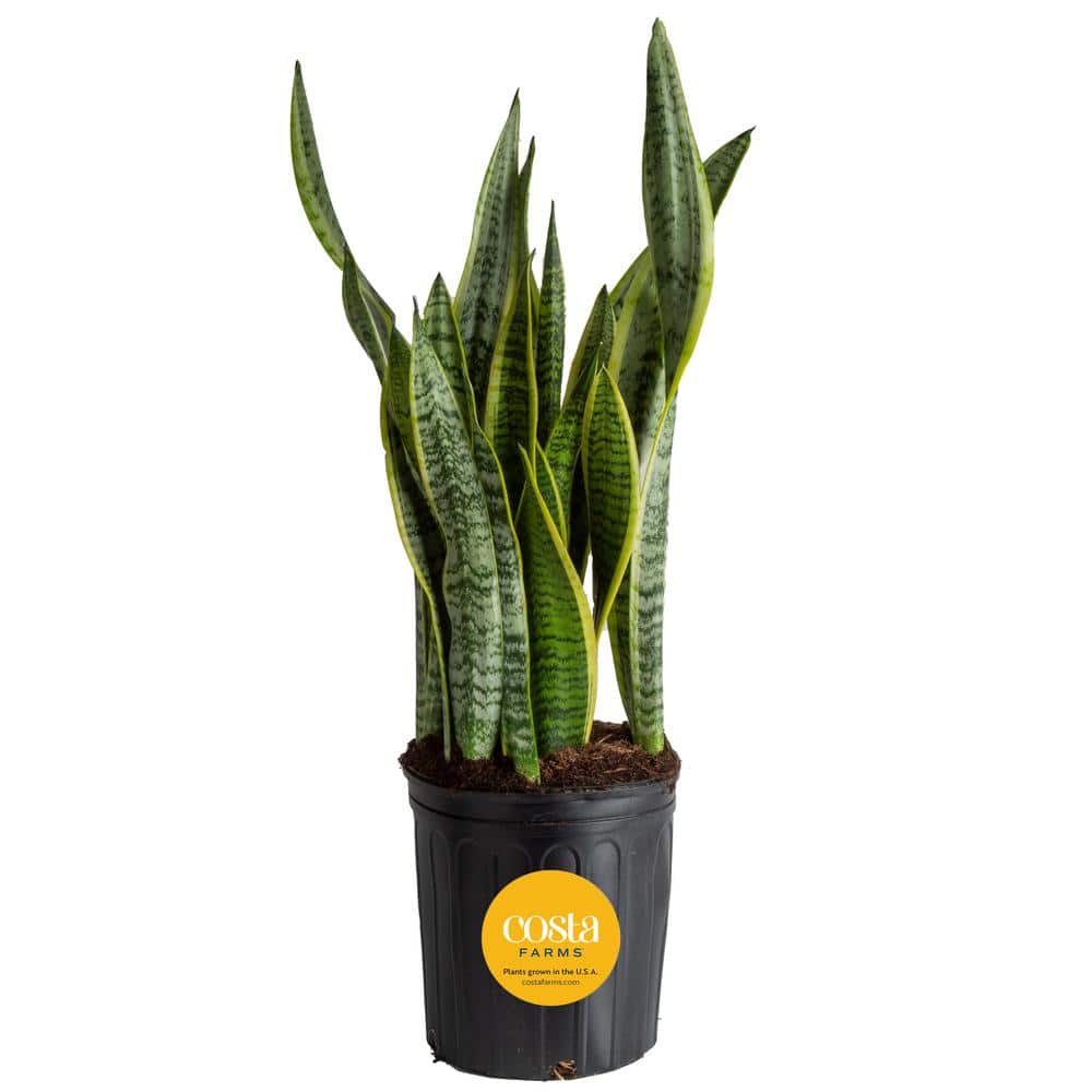 5x Dracaena Pearsonii (Sansevieria) Samen – Frische Gartensamen Für Sukkulenten, Immergrün