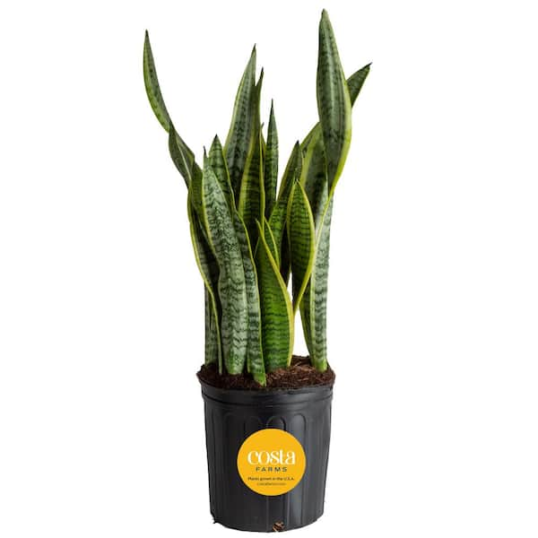 Costa Farms Sansevieria Laurentii Indoor Snake Plant in 8.75 in. Grower Pot, Avg. Shipping Height 1-2 ft. Tall