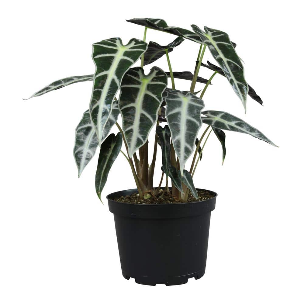 Alocasia Bambino Air Purifying Indoor Plant in Black Pot