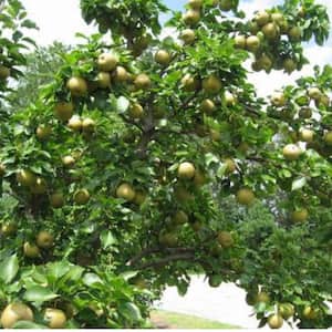 5 Gal. Korean Pear Tree