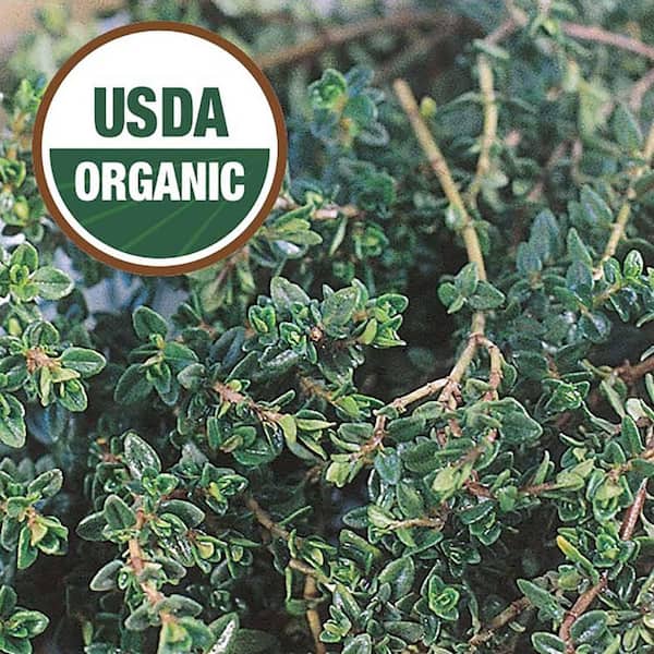 Ferry-Morse Organic Thyme Herb Seed 1375 - The Home Depot