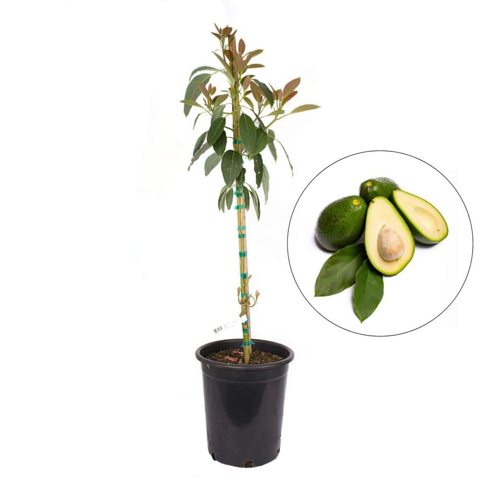 Have a question about Alder & Oak #5 Container Fuerte Avocado Evergreen ...