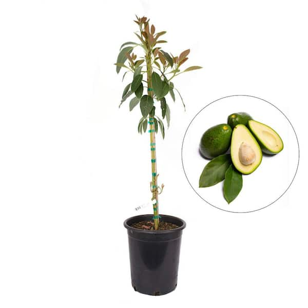 Alder & Oak #5 Container Fuerte Avocado Evergreen Tree AVFU05 - The ...