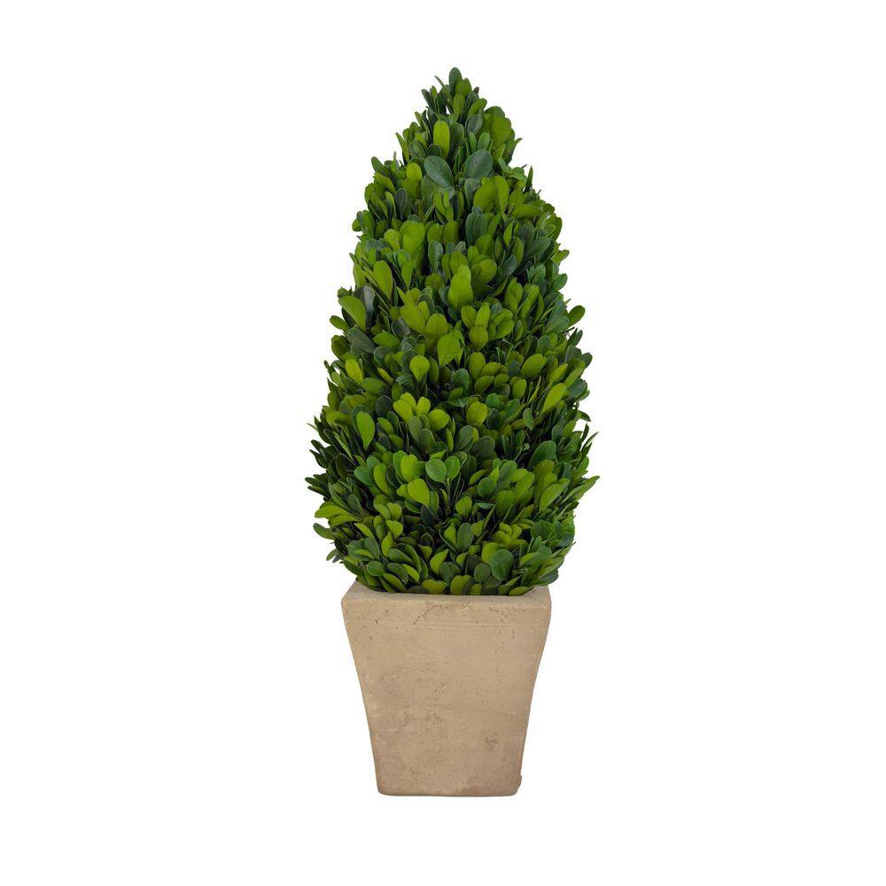 16 in. Preserved Artificial Decorative Boxwood Cone Topiary in Pot price history on PriceWatchPro