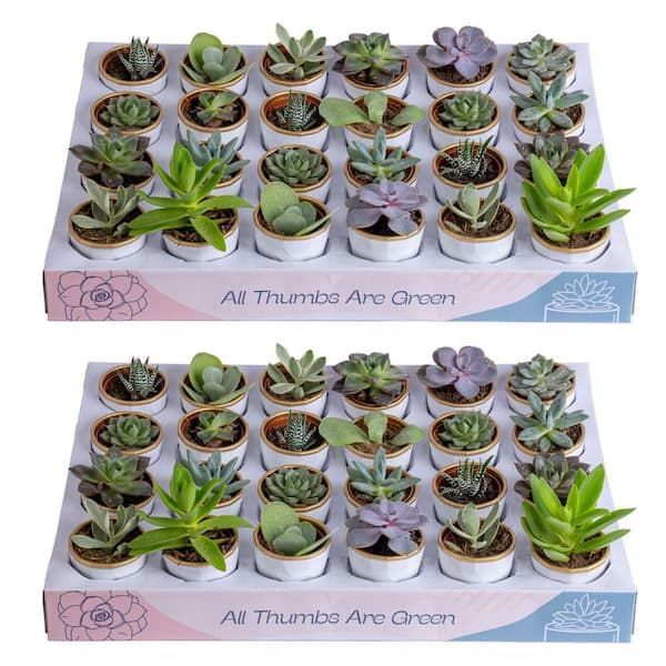 quinoa seeds for planting High Desert Mix Quinoa Grain Seeds