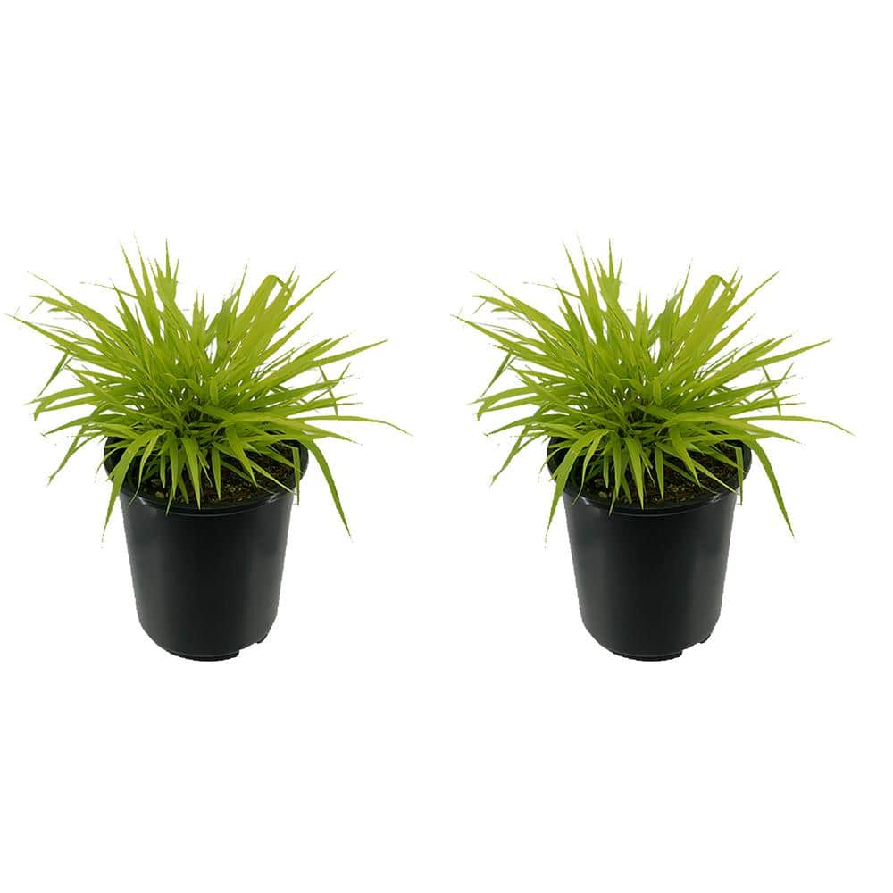 2.5 qt. Perennial Grass Hakonechloa m. Aureola (2-Pack) 1488 - The Home ...