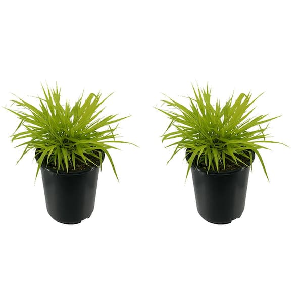 Unbranded 2.5 qt. Perennial Grass Hakonechloa m. Aureola (2-Pack)