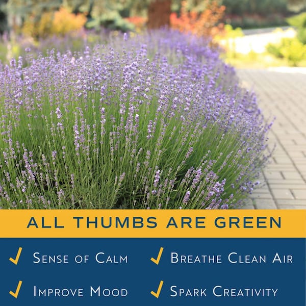 Costa Farms Outdoor Lavender Plant in 2 qt. Grower Pot, Avg. Shipping Height 12 in. Tall (2-Pack)