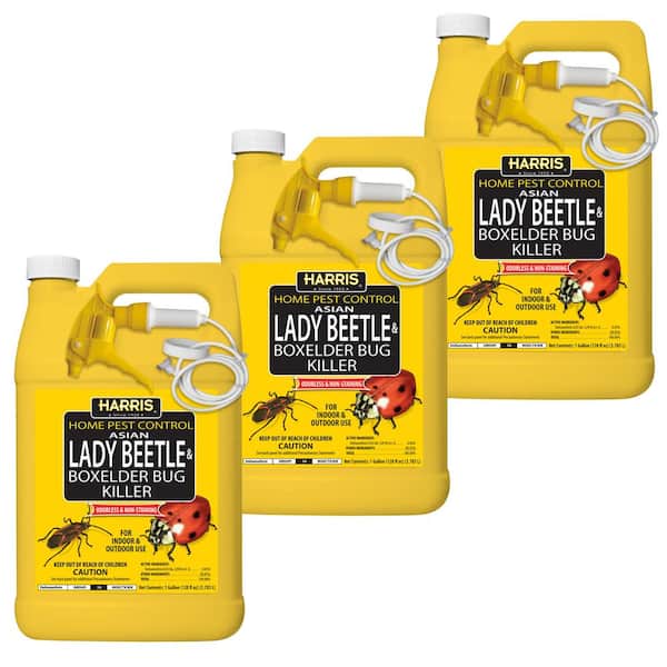 Harris 1 Gal. Asian Lady Beetle and Box Elder Bug Killer (3-Pack) 3HBXA-128  - The Home Depot