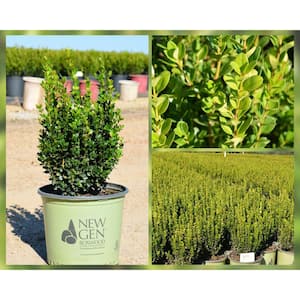 3 Gal. Freedom Boxwood (Buxus) Live Plant Easy Care Evergreen Deer Resistant Shrub with Round Glossy Green Leaves