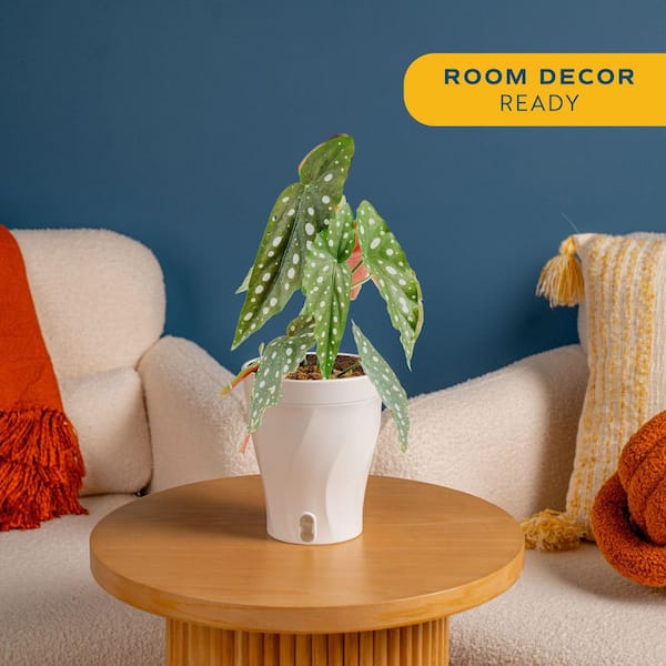 Trending Tropical Begonia Maculata Indoor Plant in 6 in. Self-Watering Pot, Avg. Shipping Height 1-2 ft. Tall