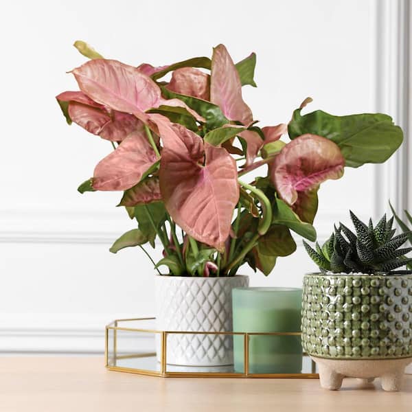 national PLANT NETWORK Neon Robusta Arrowhead Plant (Syngonium) in 4 in. Grower Container (3-Plants)