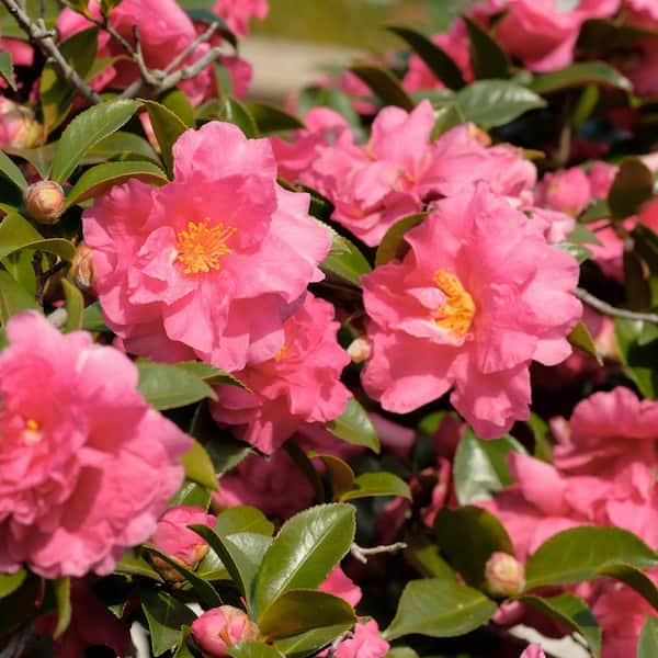 と*け様 新タランチュラ Page & Plant In Japan 6CD+1 national PLANT NETWORK 1 Gal. Camellia Sasanqua October Magic