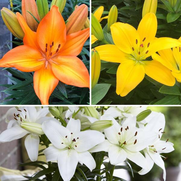 national PLANT NETWORK Bare Root Asiatic Lily Joy Collection (3-Pack)