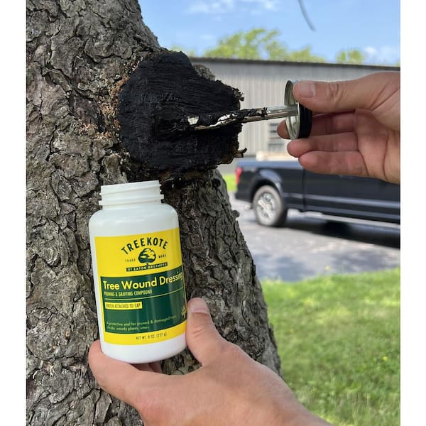 TREEKOTE Tree Wound Dressing - 8 oz. Brush-Top Pruning Sealer and Grafting  Compound 9TK008 - The Home Depot