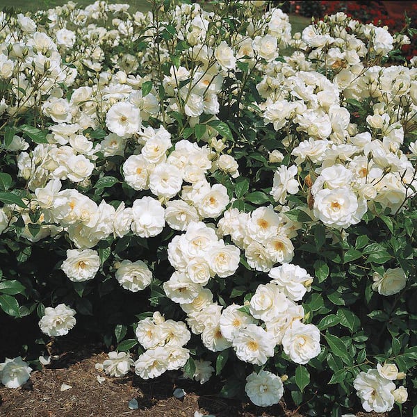 Unbranded 3 Gal. Iceberg Rose in Grower Pot with White Flowers