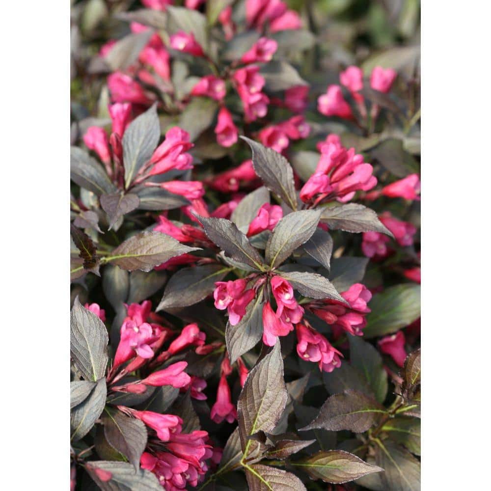 4.5 in. qt. Spilled Wine Weigela (Florida) Live Shrub, Pink Flowers, Dark Purple Foliage price history on PriceWatchPro