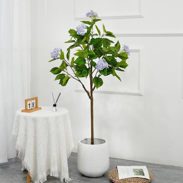 green sage plant Salvia apiana main image 1