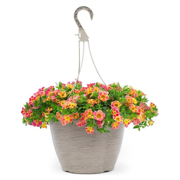 Vigoro 1.8 Gal. Calibrachoa Chameleon Sunshine Berry in 11 in. Hanging Basket
