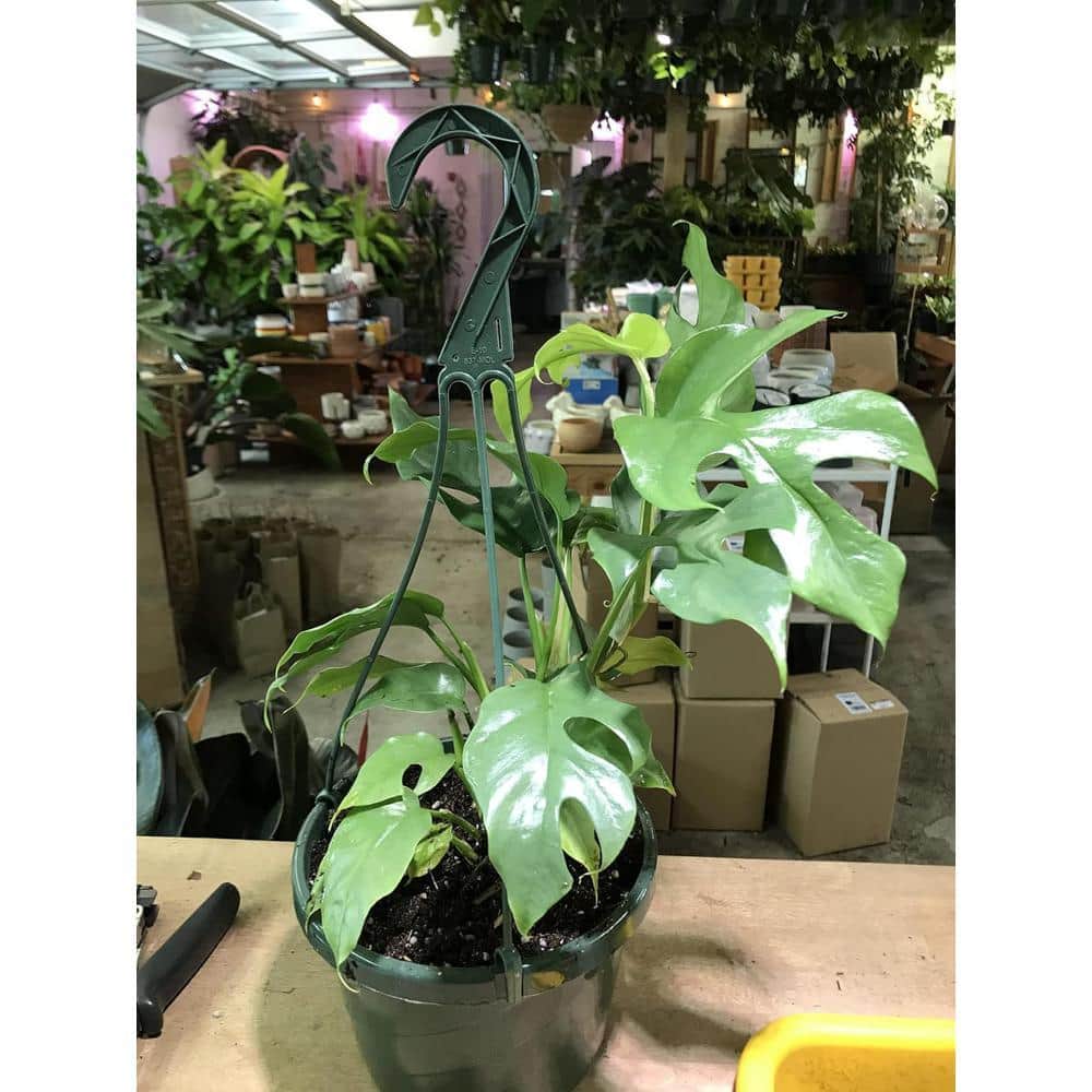 persea americana plant Hass Avocado Tree (Persea americana) 3–6 ft Los Angeles Delivery