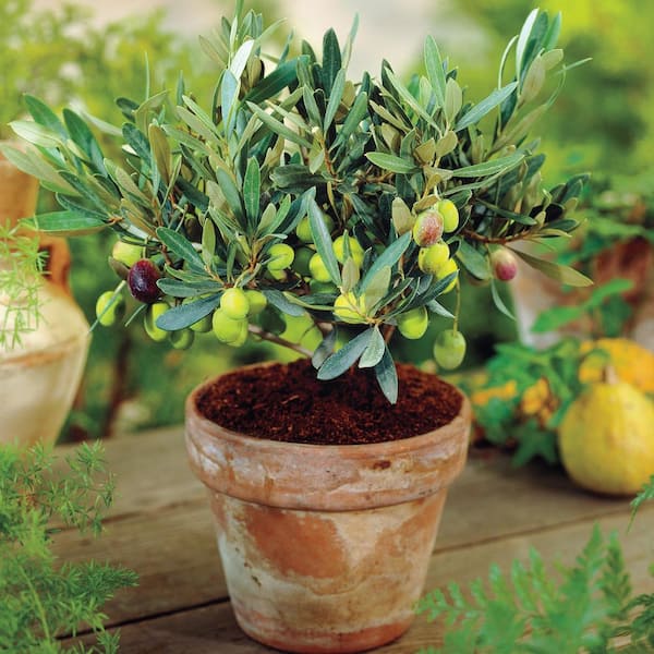 Ensomhed slutningen hektar Spring Hill Nurseries 3 In. Pot Manzillo Olive Tree (Olea) Live Fruiting  Tropical Tree Green Olive which Ripen Black (1-Pack) 66737 - The Home Depot