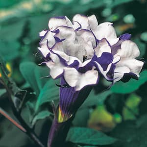 Lavender Angel Trumpet Double Flowering Tropical Plant grown in a 4 in. Pot (1-Pack)