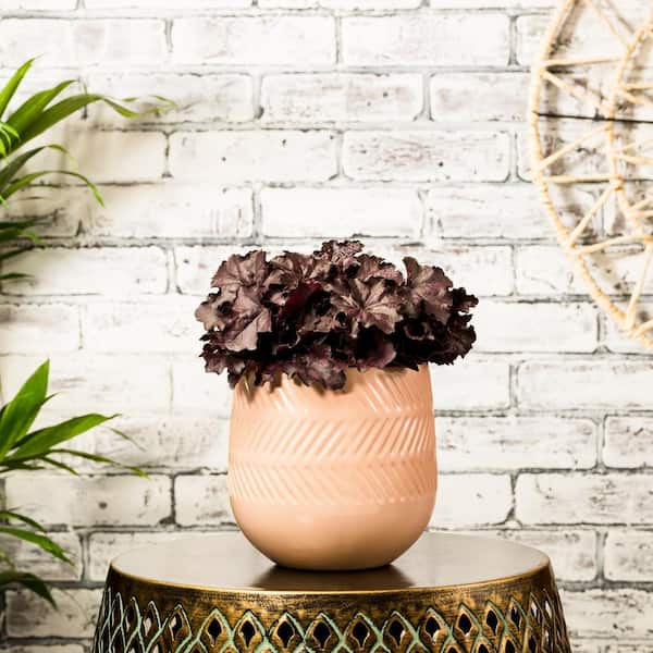 2 Qt. Heuchera Coral Bells Purple Perennial Plant (3-Pack)