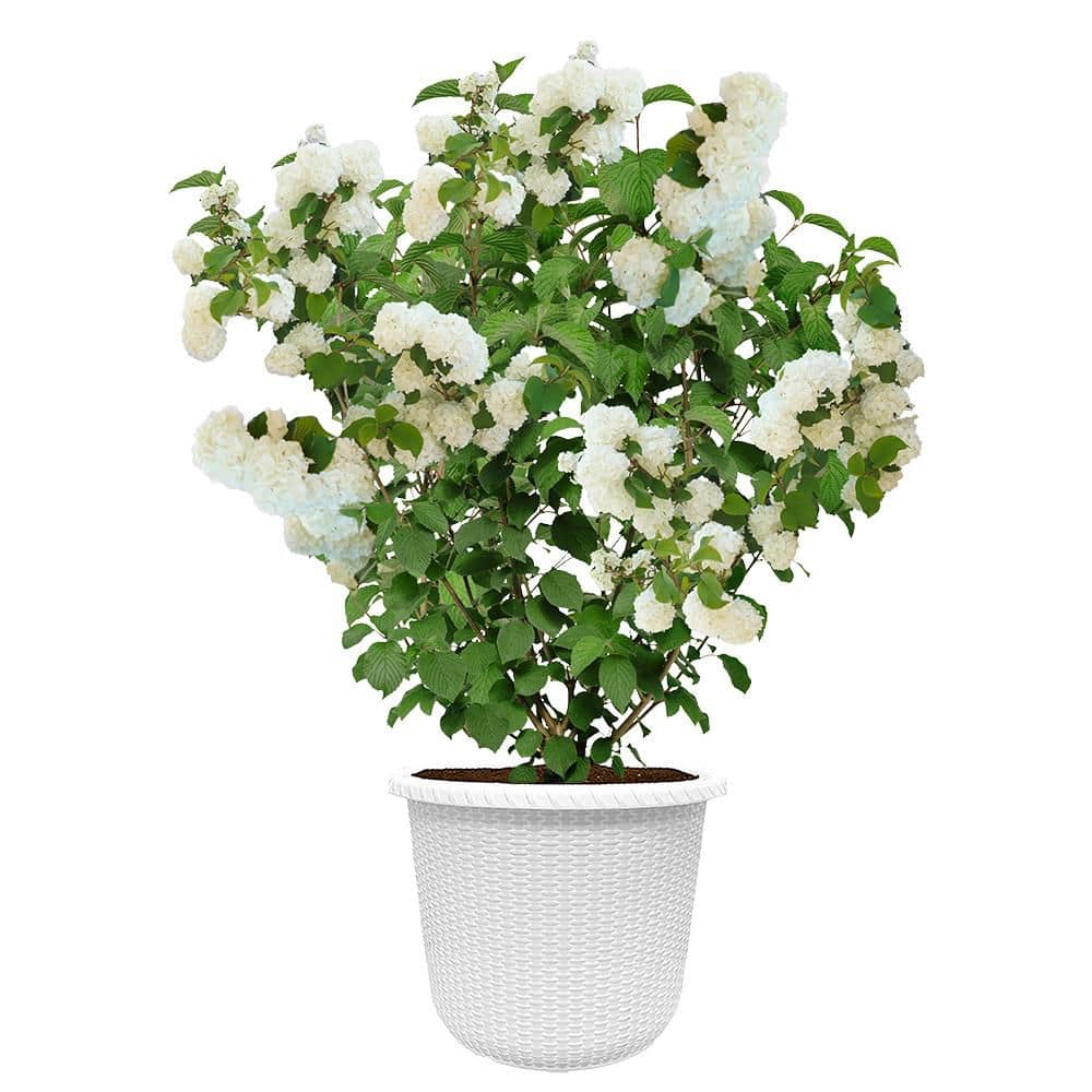 FIRST EDITIONS 2 Gal. Opening Day Doublefile Viburnum Shrub in