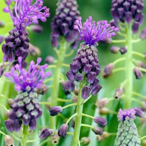 Grape Hyacinths Comosum Bulbs (25-Pack)