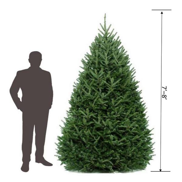 7-8 ft. Freshly Cut Live Abies Fraser Fir Christmas Tree 837265