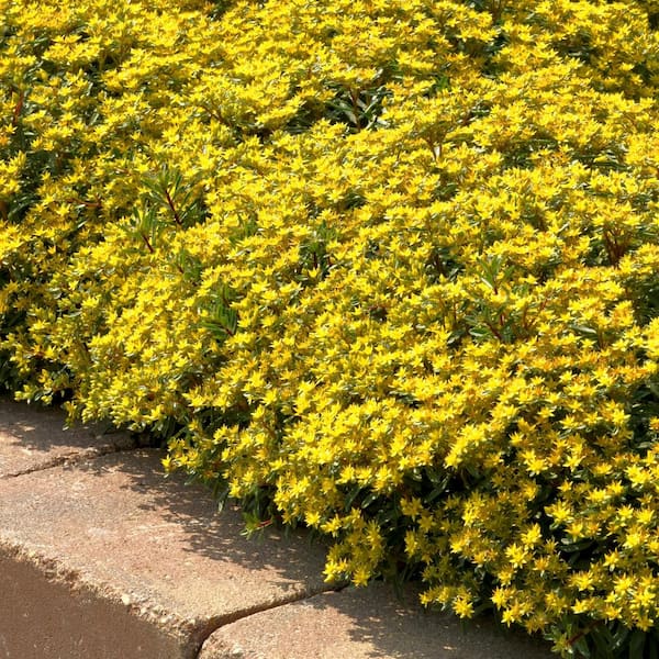 national PLANT NETWORK 2.5 in. Sedum Yellow Diamonds Perennial Plant (3-Pack)