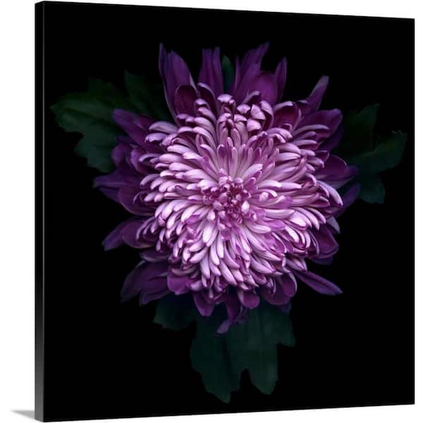 GreatBigCanvas "Chrysanthemum" by Magda Indigo Canvas Wall Art