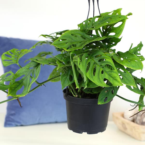 BELL NURSERY 6 in. Monstera Swiss Cheese Plant in Multi-Color Ceramic Pot  1005963201 - The Home Depot