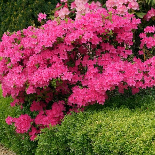 national PLANT NETWORK 2.25 gal. FlorAmore Azalea Hot Pink Shrub