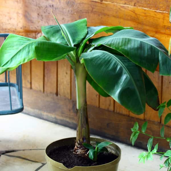 national PLANT NETWORK 2.5 Qt. Little Prince Banana Plant in Grower Pot ...