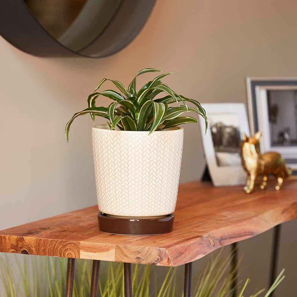 Light Brown and Dark Base Ceramic Pot Planter