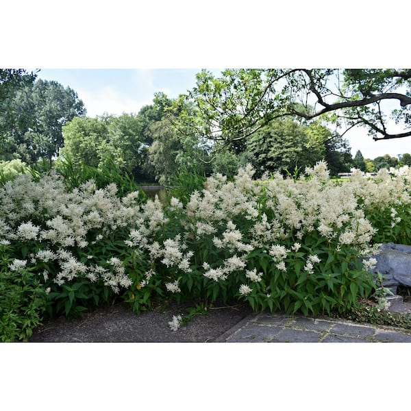 BELL NURSERY 3 Gal. Deutschland Astilbe Live Flowering Shade Perennial Plant with Pure White Flower Plumes