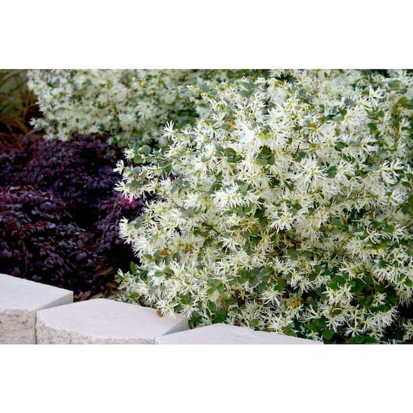 SOUTHERN LIVING 2.5 Qt. Emerald Snow Semi-Dwarf Loropetalum