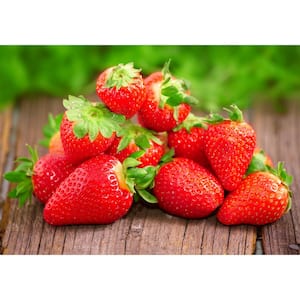 1 Gal. Chandler Strawberry (Fragaria) Live Fruiting Plant with White Flowers to Red Berries