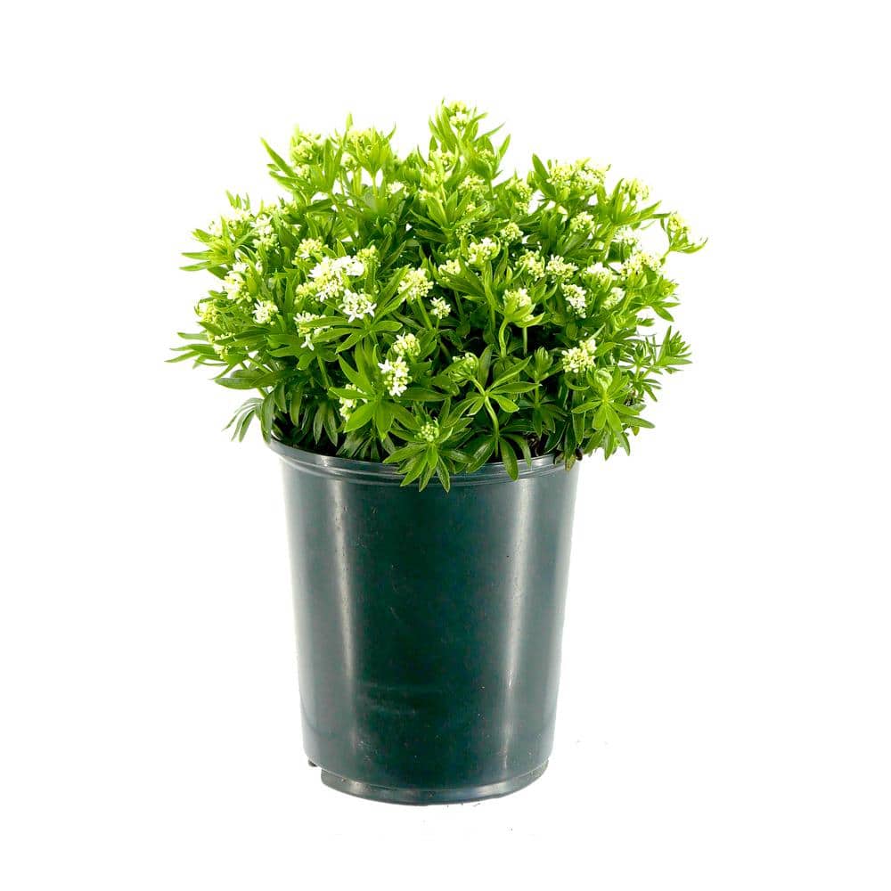 2.5 qt. Perennial Galium odoratum (1-Pack)