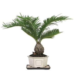Sago Palm (Indoor)