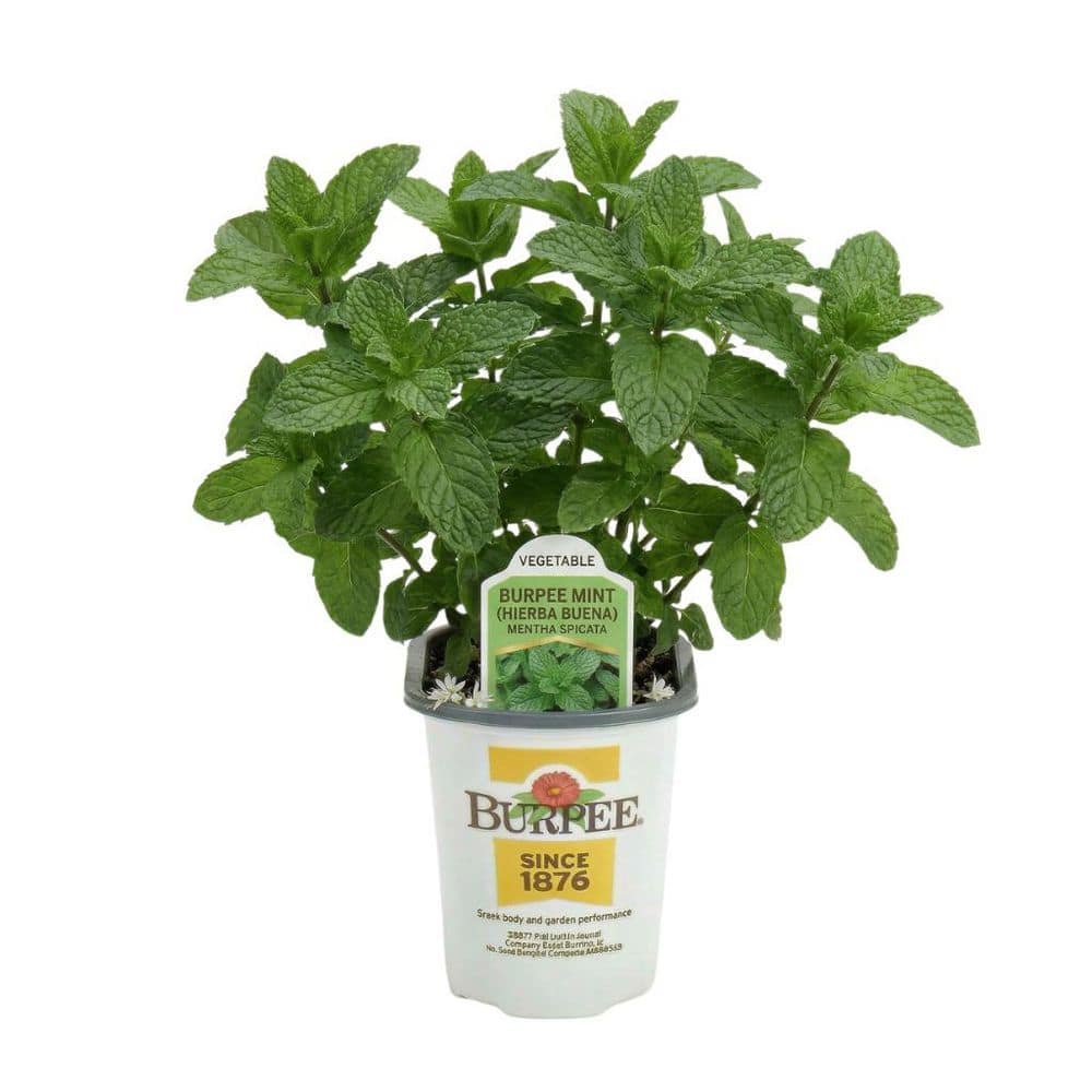variegated golden pothos GIANT Variegated Golden Pothos Plant in 3