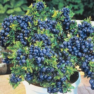 Tophat Dwarf Blueberry Bush, Fruit Bearing Starter Plant (1-Pack)